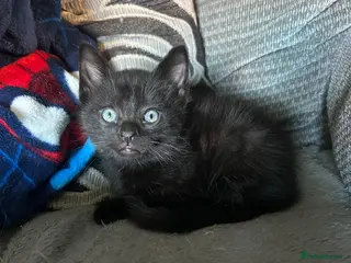 Domestic Shorthair cats One beautiful black boy left - Advert 6