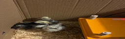 Chickens poultry for sale: Two show type bearded silkies  - Advert 2