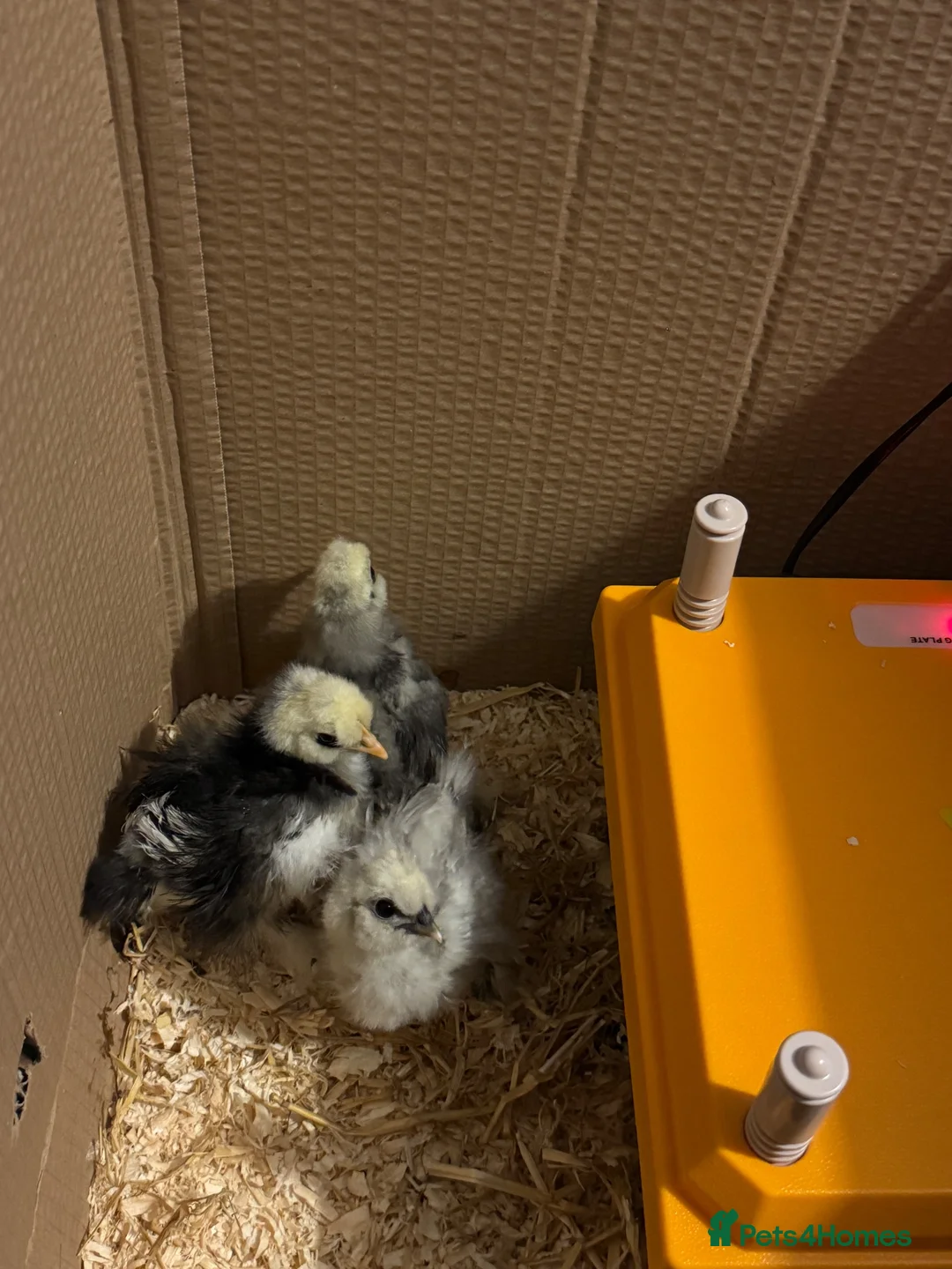 Chickens poultry for sale: Two show type bearded silkies  - Advert 2