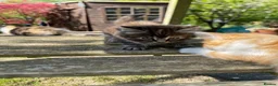Maine Coon cats for sale: Maine coon X Rag Doll  2 Baby Girls Ready Now - Advert 5