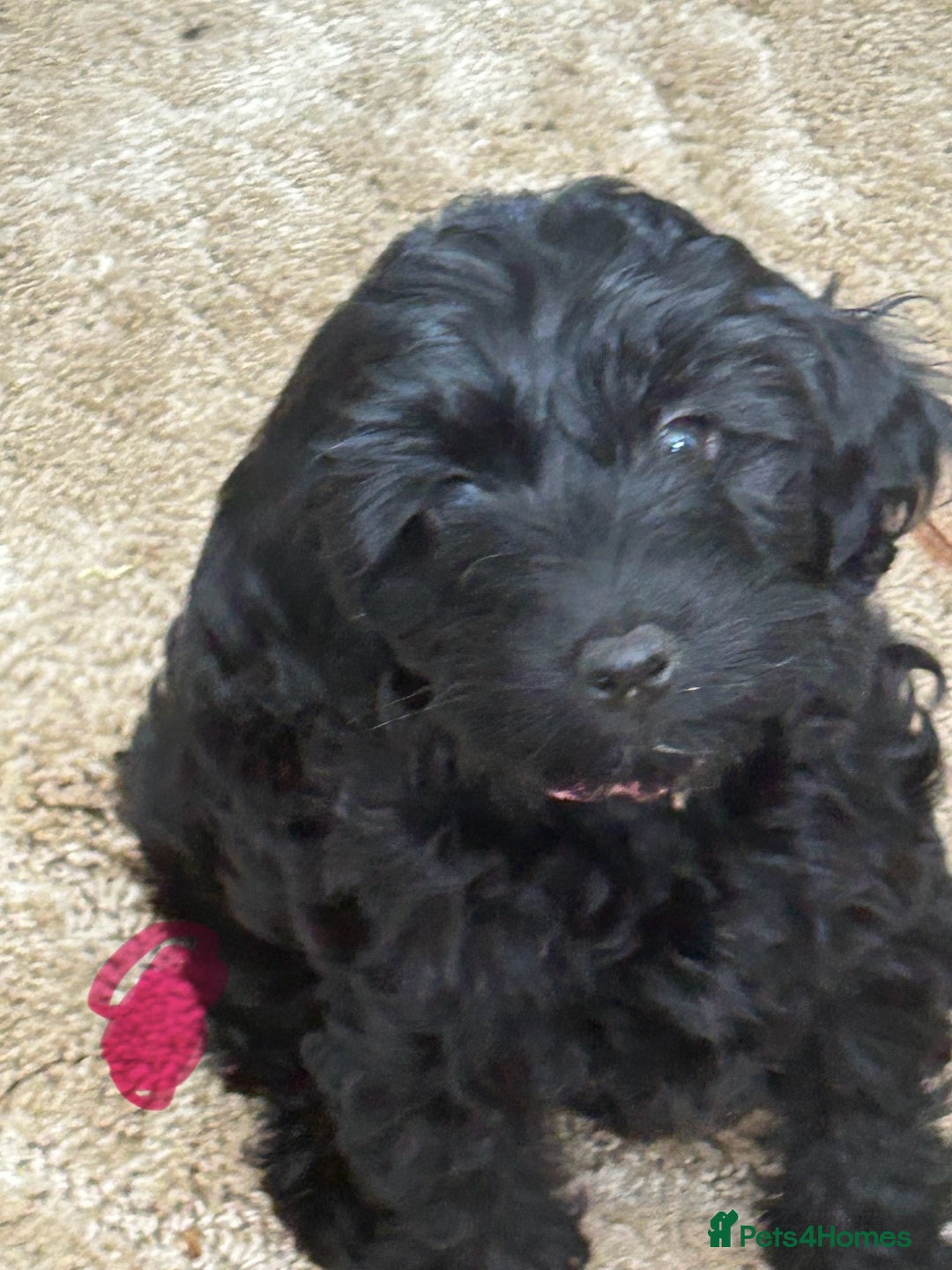 Cockapoo dogs for sale: Cockapoo f1b tiny. Unusual colour 11 wks old  - Image 6