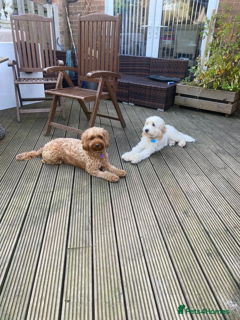 Cockapoo dogs Our Last Cockapoo Litter, Raised with Love at Home - Advert 1