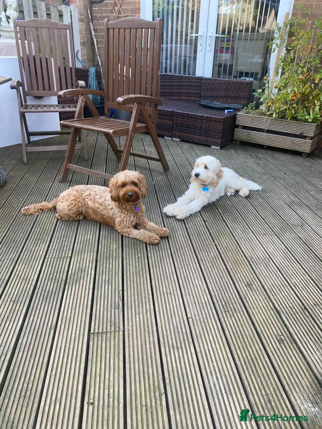 Cockapoo dogs for sale: Our Last Cockapoo Litter, Raised with Love at Home - Advert 1