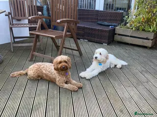 Cockapoo dogs Our Last Cockapoo Litter, Raised with Love at Home - Advert 1