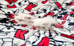 Ragdoll cats for sale: Ragdoll kittens  - Image 13