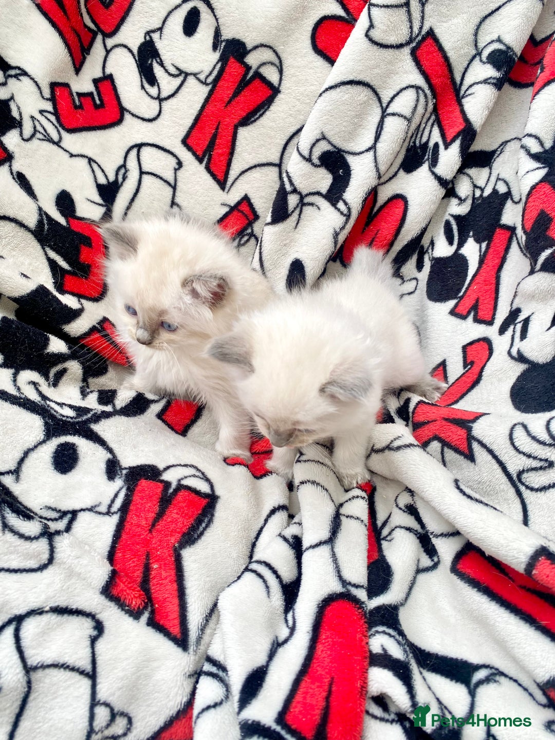 Ragdoll cats for sale: Ragdoll kittens  - Image 13