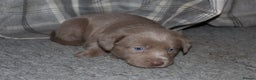 Labrador Retriever dogs for sale: 🔥 KC LABRADOR PUPPIES SILVER CHOCOLATE AND BLACK - Advert 1