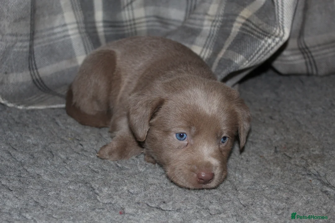 Labrador Retriever dogs for sale: 🔥 KC LABRADOR PUPPIES SILVER CHOCOLATE AND BLACK - Advert 20