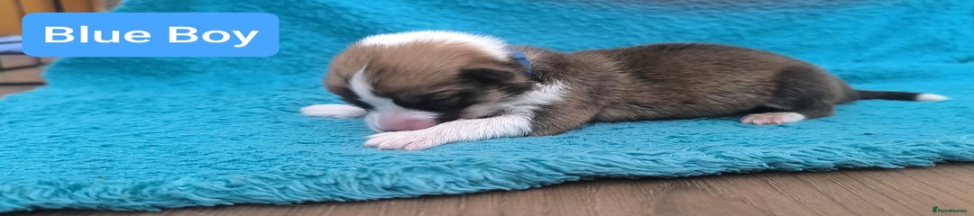 Corgi Pup Blue Boy red and white