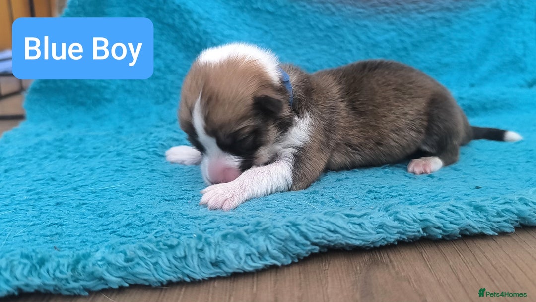 Welsh Corgi Pembroke dogs for sale: Stunning Welsh Pembroke Corgi pups KC registered - Image 7