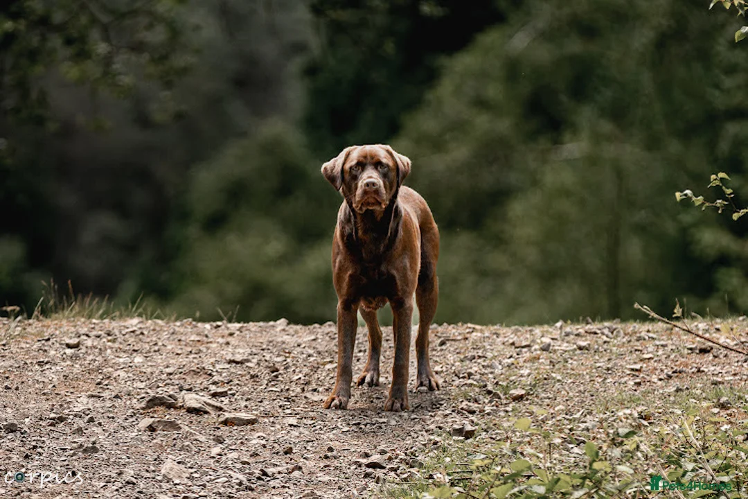 Labrador Retriever dogs for stud: proven health tested chocolate Labrador for stud in Abertillery - Advert 5