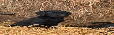 Labrador Retriever 1