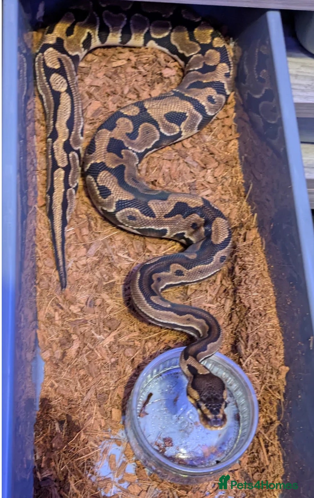 Python Snake reptiles for sale: Puzzle het pied snake for sale 1 year old  - Advert 5