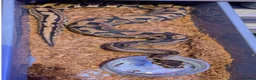 Python Snake reptiles for sale: Puzzle het pied snake for sale 1 year old  - Advert 1
