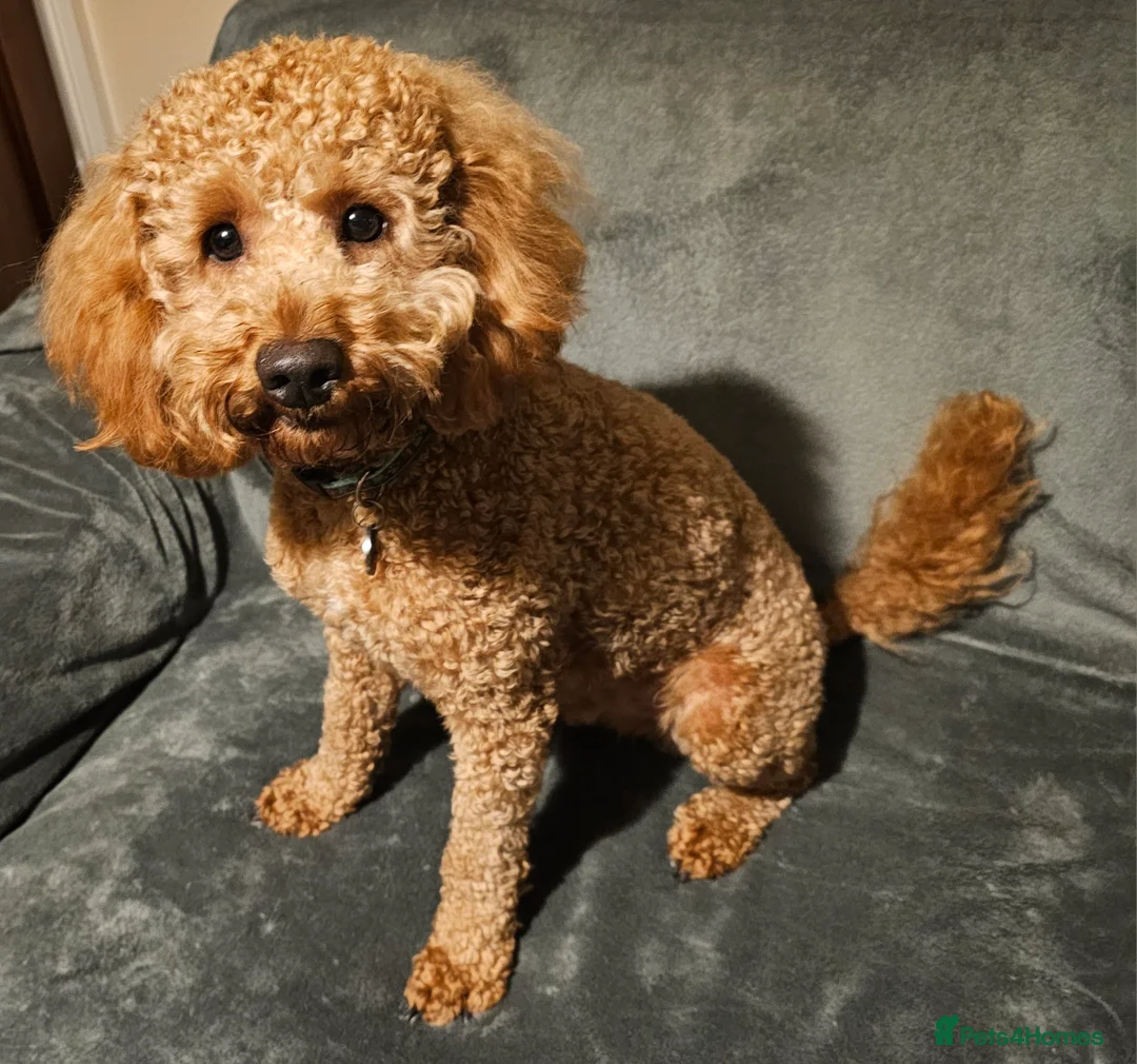 Cockapoo dogs for sale: 3 cockerpoos remaining  - Advert 2