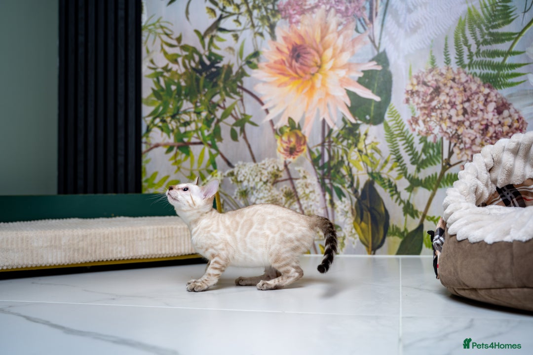 Bengal cats for sale: GOOBER-Snow Lynx Pure Bengal-TICA REG.-Playful boy - Advert 13