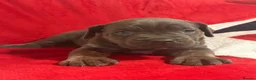 Cane Corso dogs for sale: BEAUTIFUL CANE CORSO PUPPIES – ICCF REGISTERED 🐾 - Advert 18