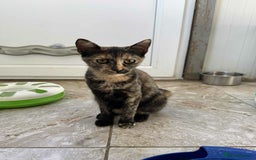 Mixed Breed cats for adoption: Bonnie - Brandon Suffolk  - Image 2
