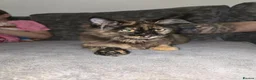 Maine Coon cats for sale: Maine coon tortie and tuxedo - Advert 3