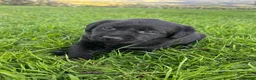 Labrador Retriever dogs for sale: 8 Labrador puppies for sale - Advert 6