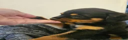 Rottweiler dogs for sale: Exceptional Rottweiler Pups- ready in a week! - Advert 12