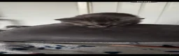 Scottish Fold cats for sale: 3 x Kittens for sale in Stevenage - Advert 3