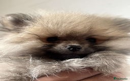 Pomeranian dogs for sale: Beautiful ** Pomeranians - Image 10