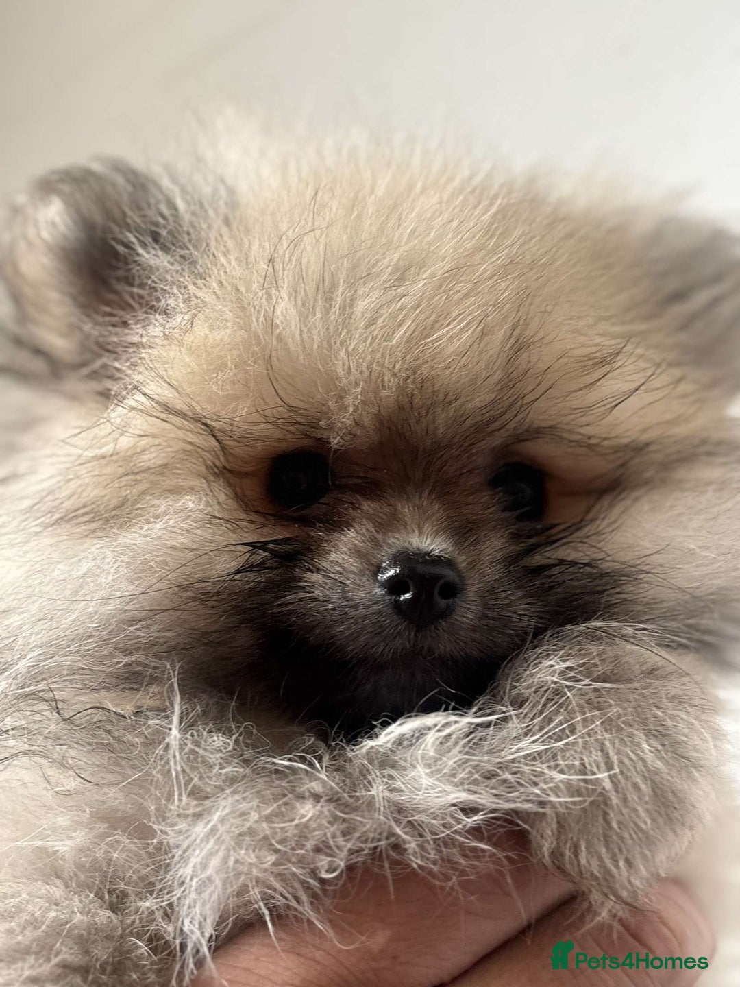 Pomeranian dogs for sale: Beautiful ** Pomeranians - Image 10