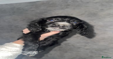 Cocker Spaniel dogs - Advert 4