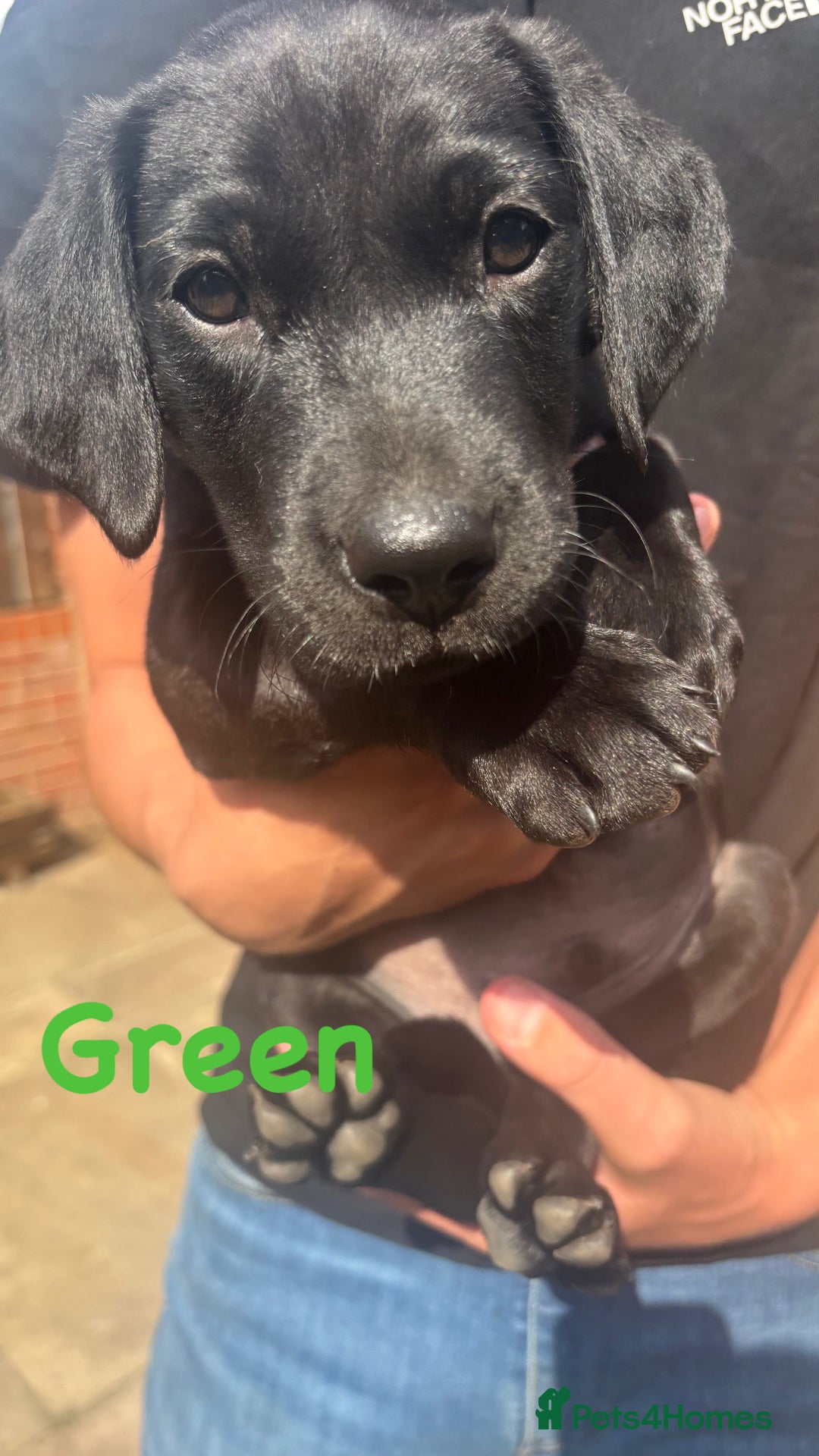 Labrador Retriever dogs for sale: Labrador pups for sale - Image 18