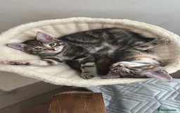 Mixed Breed cats for sale: Beautiful kittens - Image 34