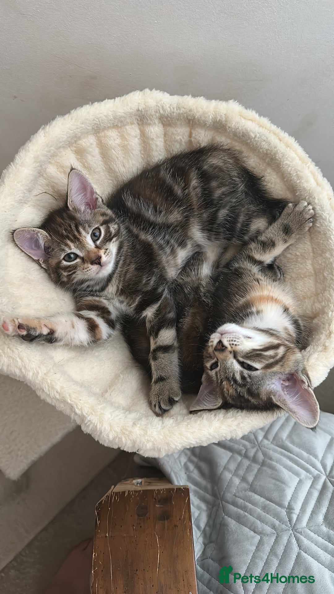 Mixed Breed cats for sale: Beautiful kittens - Image 34