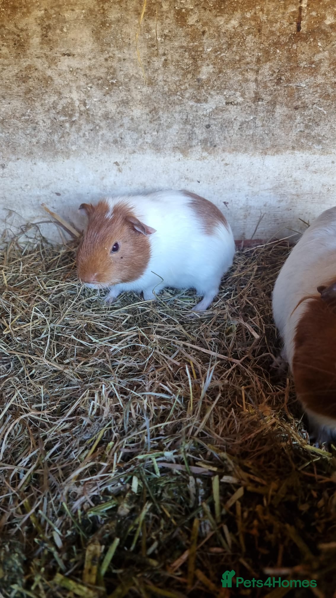 Guinea Pig rodents 1x 12 week old Male guineapig and 1x 6 month old - Advert 17