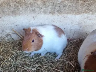 Guinea Pig rodents 1x 12 week old Male guineapig and 1x 6 month old - Advert 17