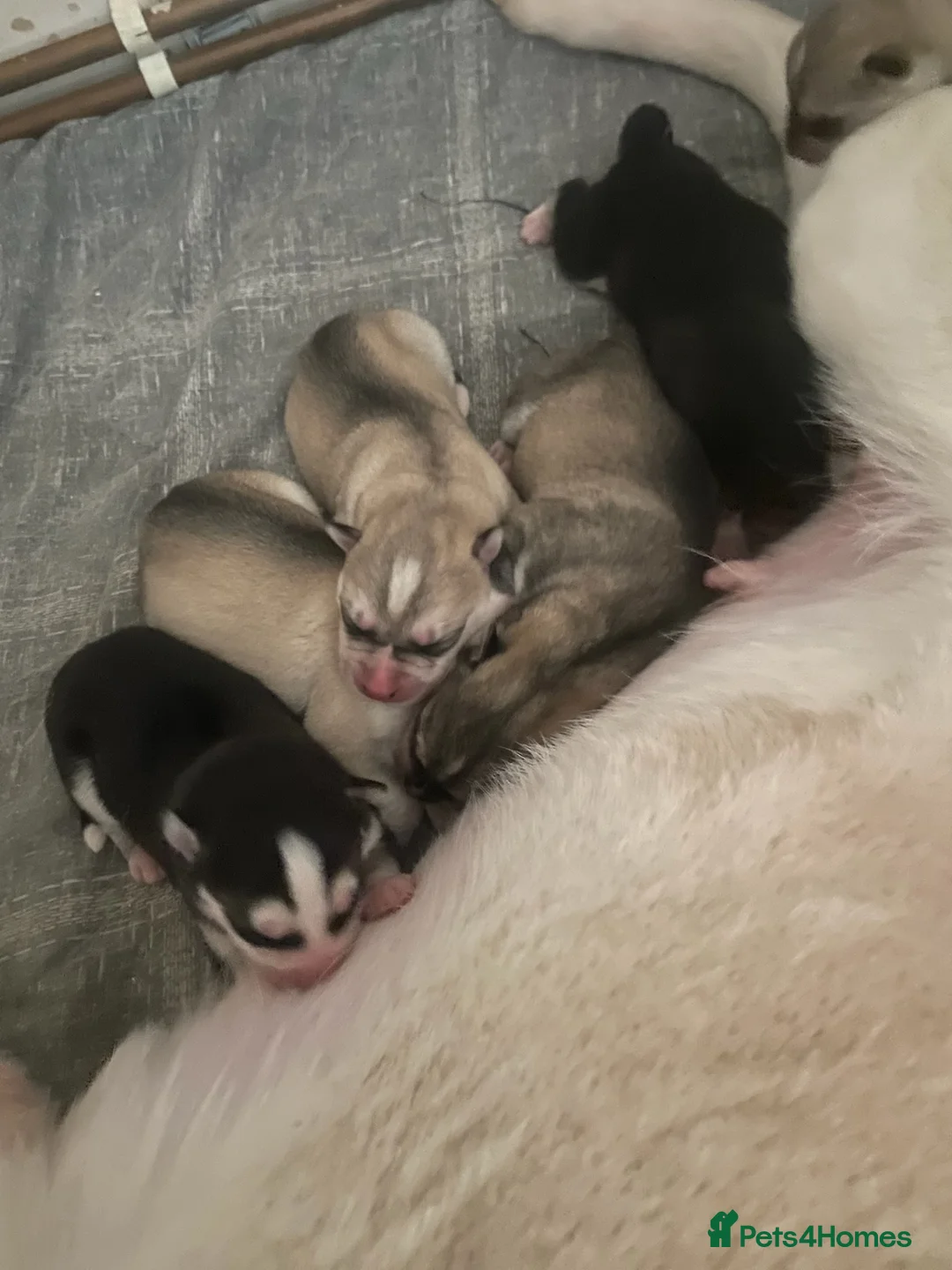 Siberian Husky dogs for sale: Husky Siberian pups beautiful chunky 🐾 - Advert 1