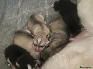 Siberian Husky dogs Husky Siberian pups beautiful chunky 🐾 - Advert 3