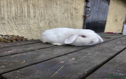 Mini Lop rabbits for sale: Show quality REW buck, 1 year old - Image 4