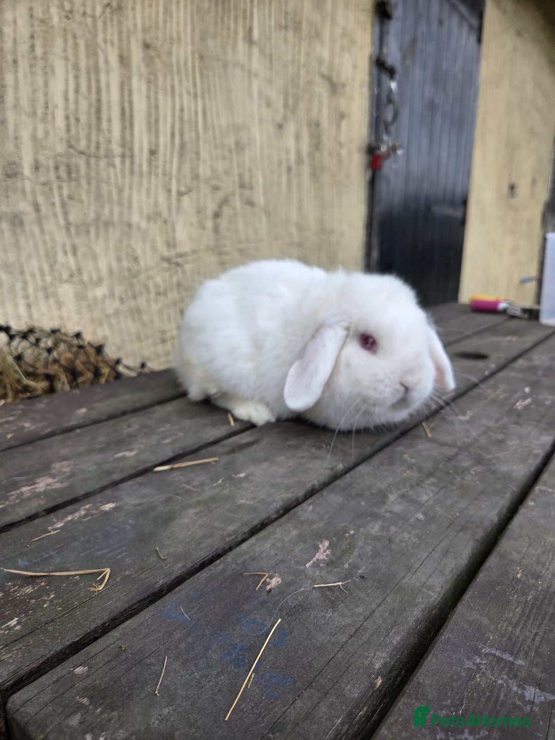 Mini Lop rabbits for sale: Show quality REW buck, 1 year old - Image 4