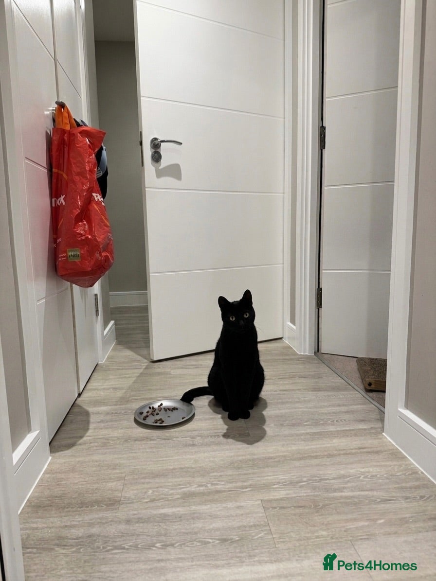 British Shorthair cats Affectionate Black Cat Looking for a Loving Home - Advert 1