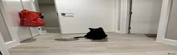 British Shorthair cats for sale: Affectionate Black Cat Looking for a Loving Home - Advert 1