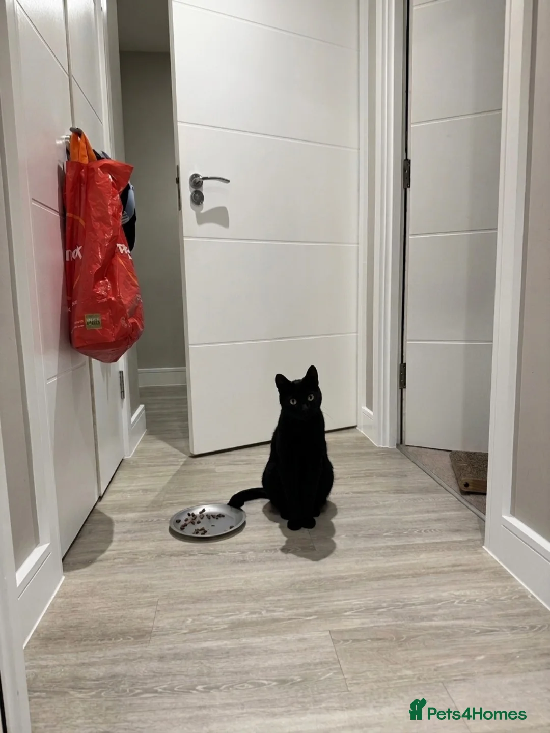 British Shorthair cats for sale: Affectionate Black Cat Looking for a Loving Home - Advert 1