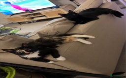 Mixed Breed cats for sale: 2 indoor female cats  - Image 10