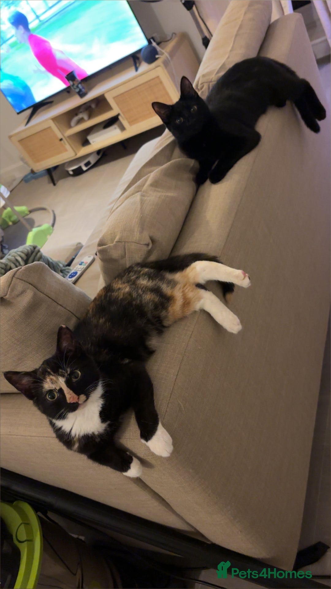 Mixed Breed cats for sale: 2 indoor female cats  - Image 10