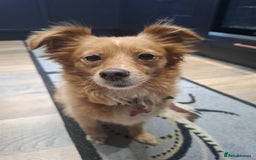 Chihuahua dogs for adoption: FOR ADOPTION - LOLA - SOUTHAMPTON  - Image 4