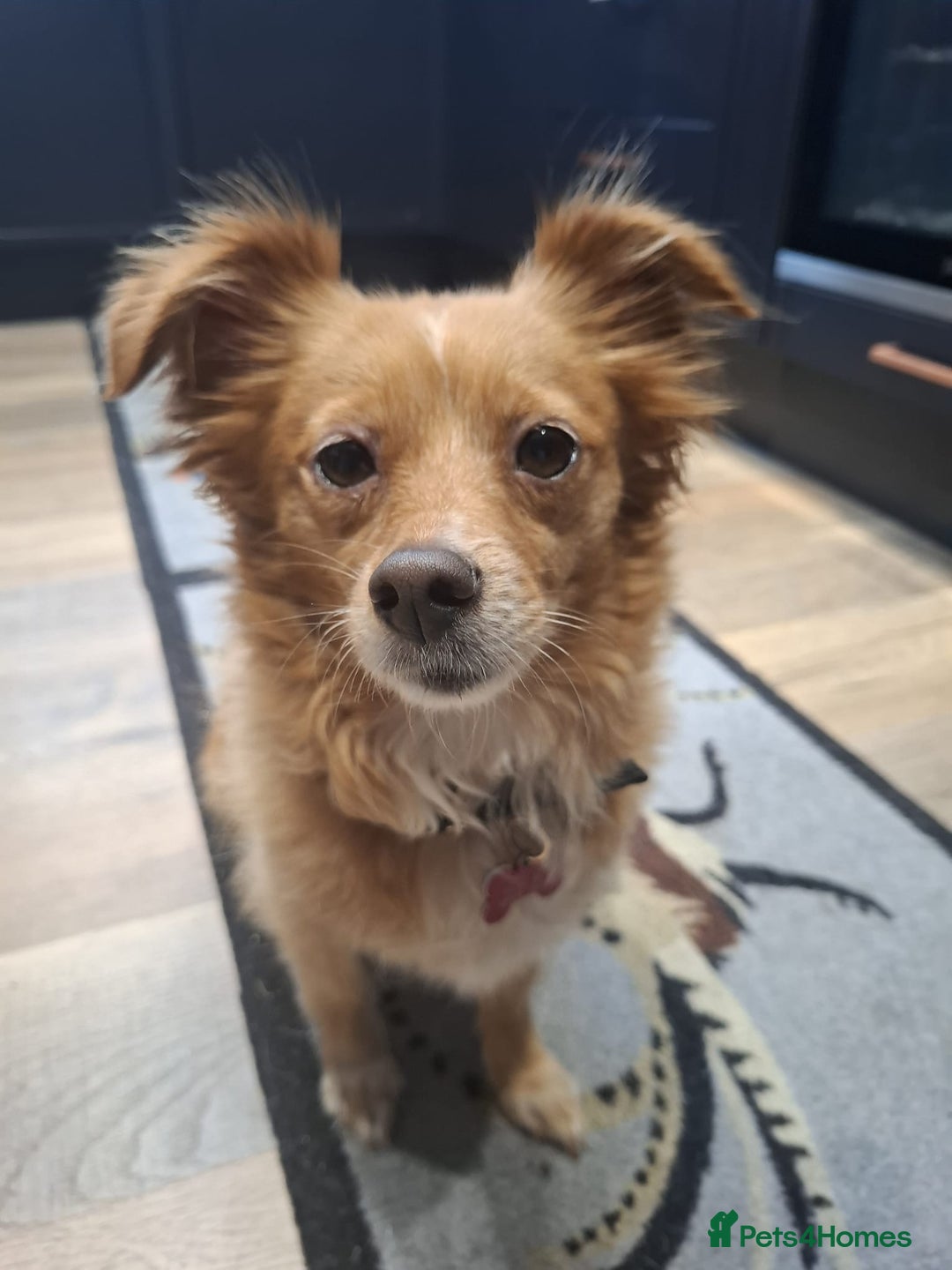 Chihuahua dogs for adoption: FOR ADOPTION - LOLA - SOUTHAMPTON  - Image 4