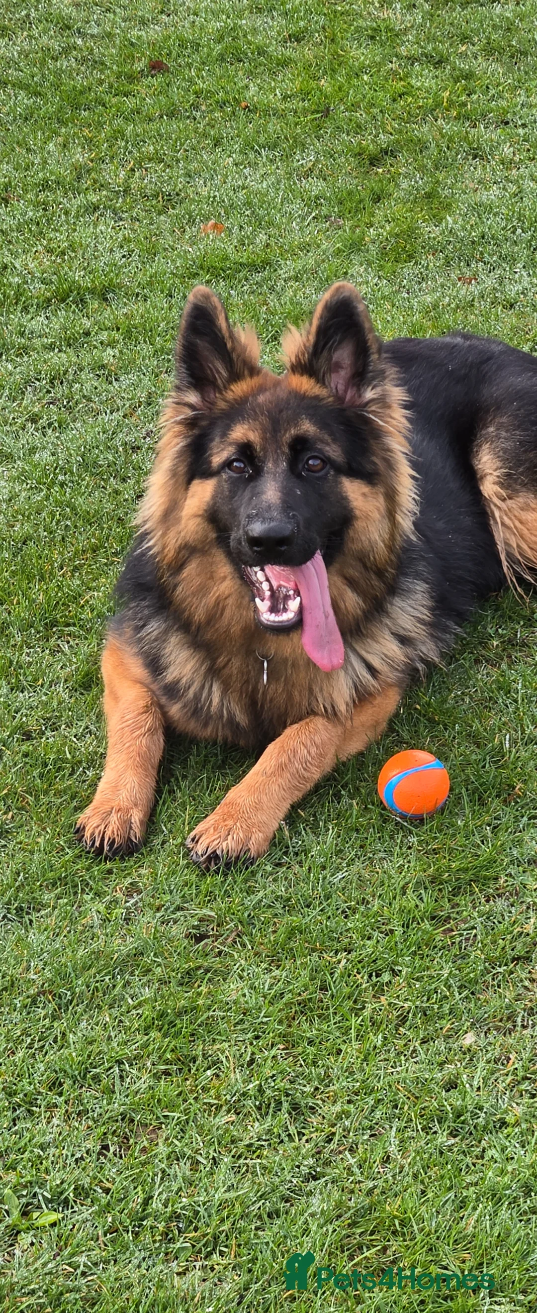 German Shepherd dogs for sale: Lovely quiet docile bitch. in Glenrothes - Advert 1