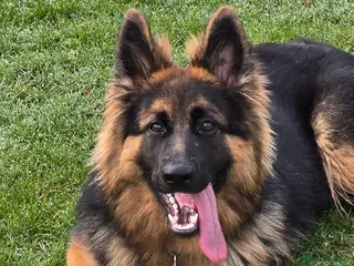 German Shepherd dogs Lovely quiet docile bitch. - Advert 1