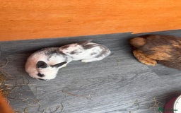 Mixed Breed rabbits for sale: mixed breed baby bunnies  - Image 26
