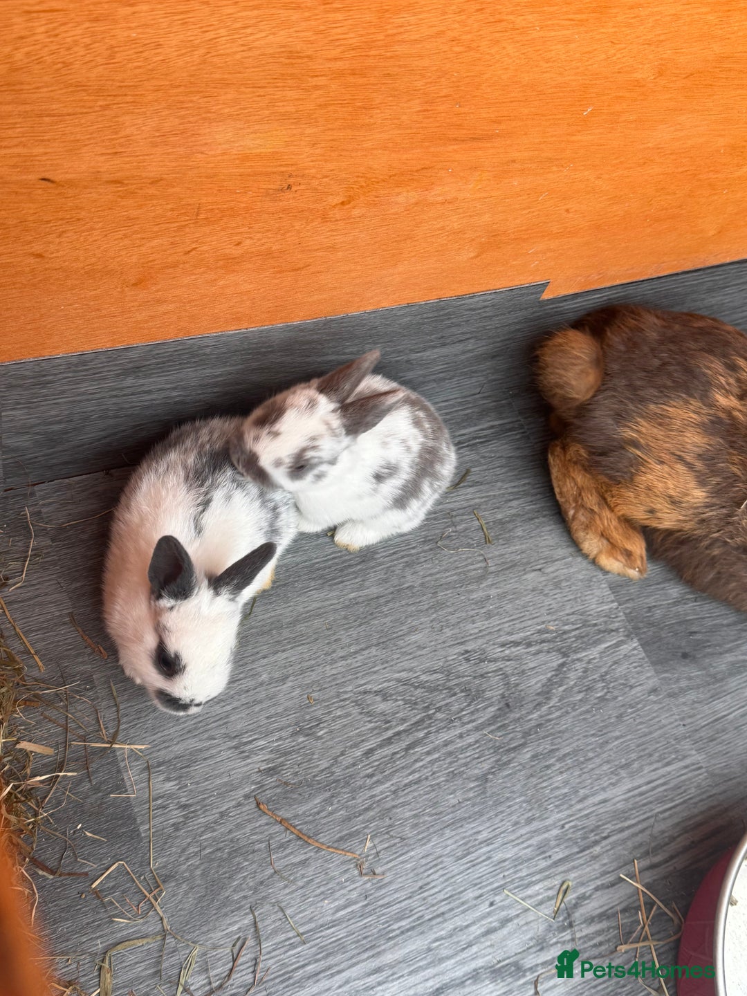 Mixed Breed rabbits for sale: mixed breed baby bunnies  - Image 26