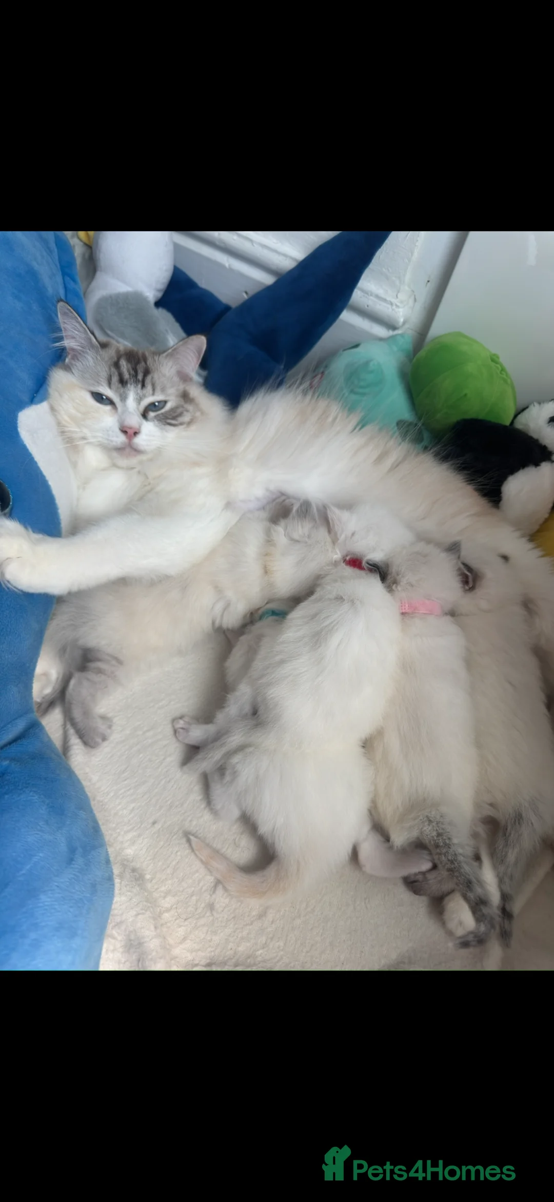 Ragdoll cats for sale: Beautiful Purebred Ragdoll Kittens for Sale ✨ - Advert 2